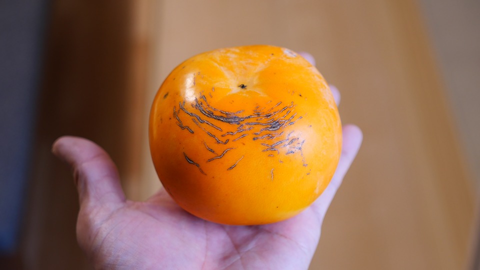 条紋が入った太秋柿を手に持ったところ