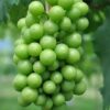 シャインマスカット 木になっている房