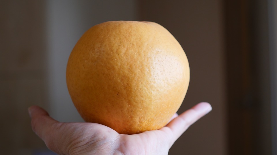手のひらに載せた新興梨