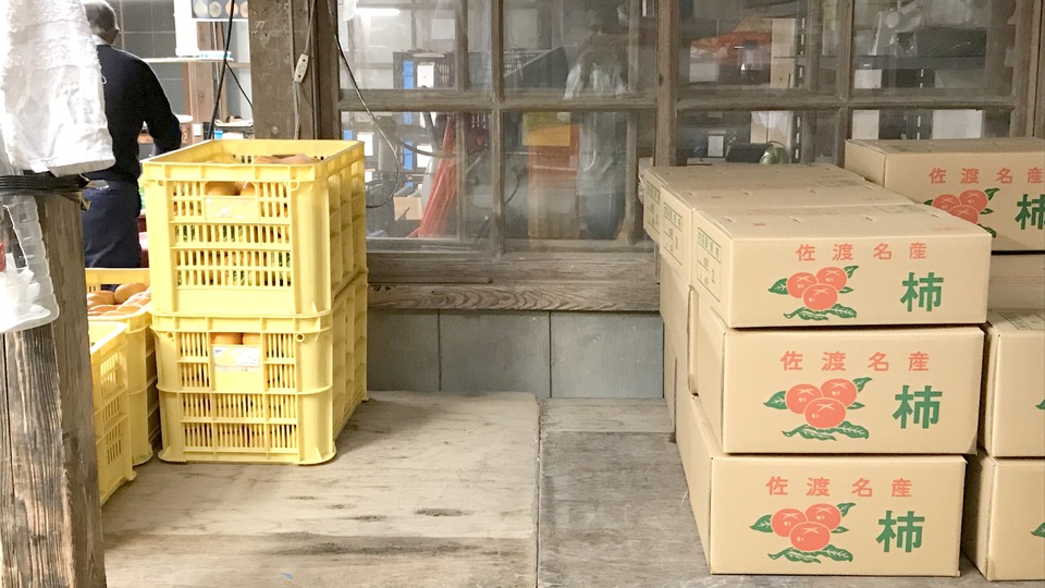 吹上農園 柿の選果と箱詰め