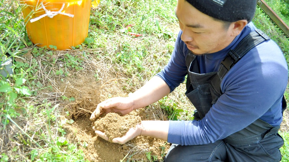 柿の木 育て方 土づくり