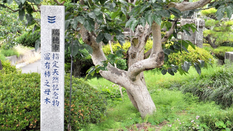 富有柿の母木 瑞穂市指定天然記念物