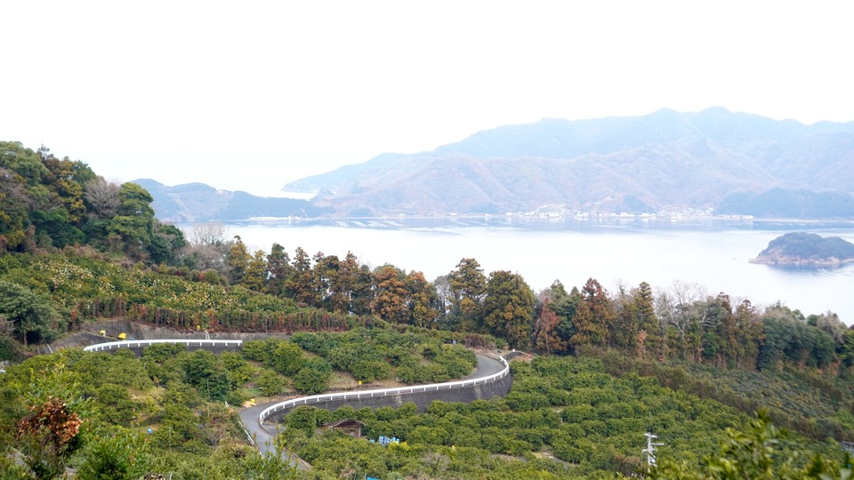 木下農園 宇和海のそばに広がる段畑