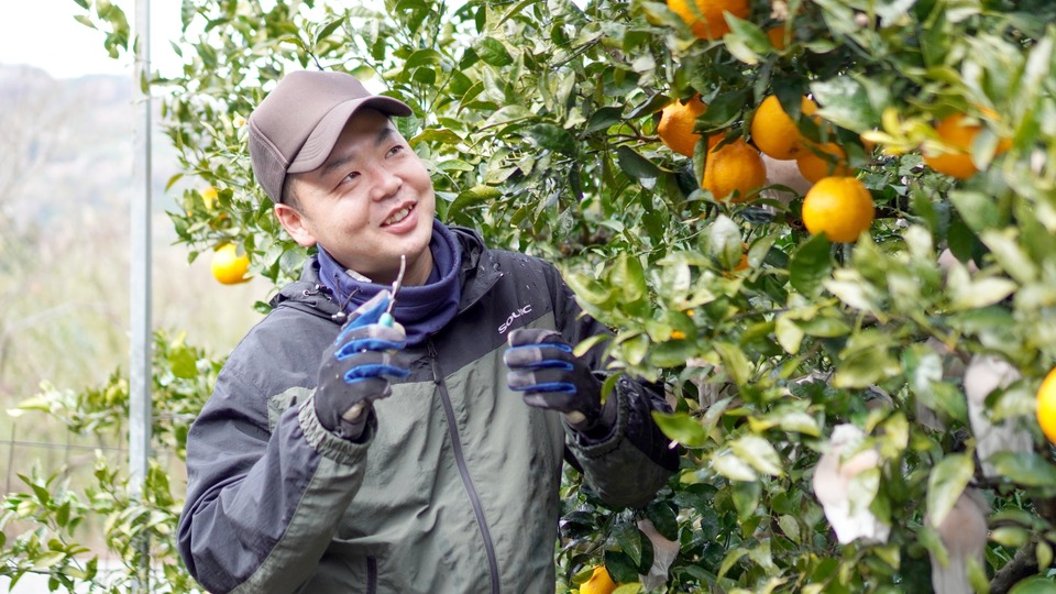 木下農園 柑橘の畑で笑顔の園主