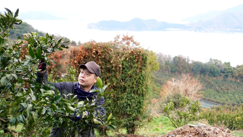 木下農園 宇和海を背に柑橘の手入れ