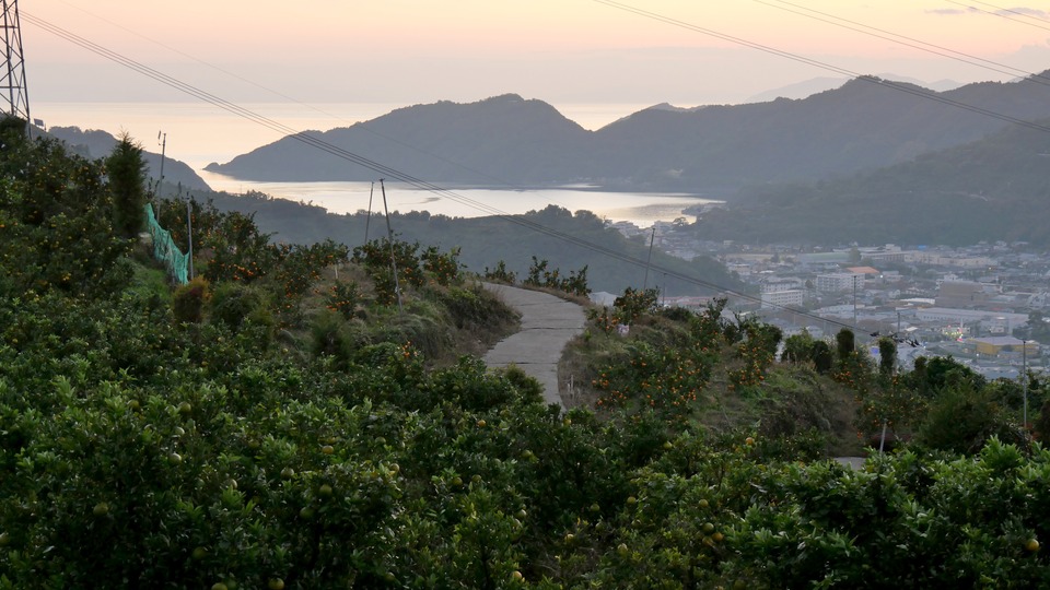 マルナカ農園 八幡浜の夕暮れとみかん畑