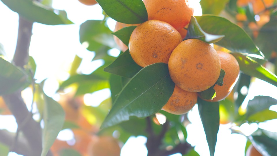 温州みかん 英語 satsuma