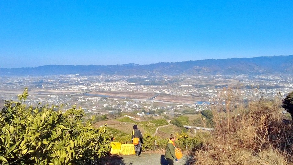 無農薬みかん 和歌山県紀の川市のみかん畑からの景色