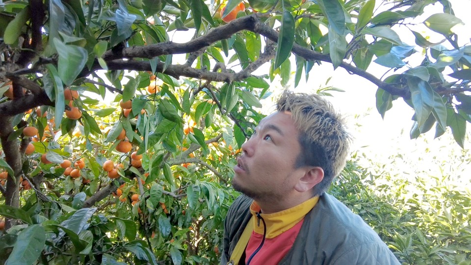 無農薬みかん みかんの木を見上げる田村さん