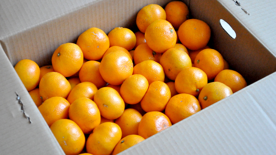 無農薬みかん 箱いっぱいのグリーンジャンクションのみかん