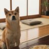 梨 犬