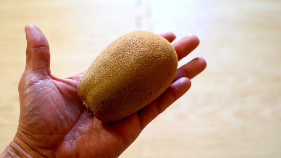 讃緑 手のひらに載せたキウイ