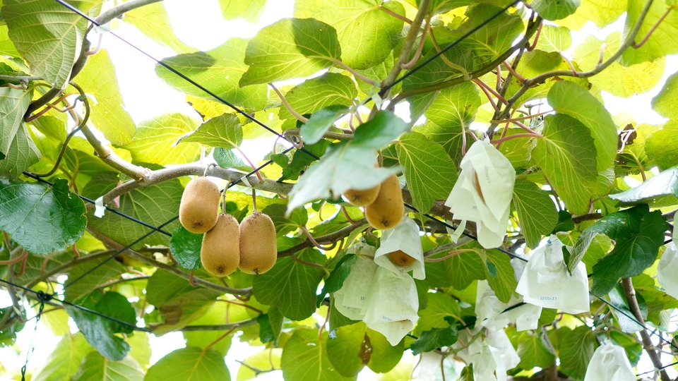 深山のキウイ 香川県善通寺市のキウイ棚
