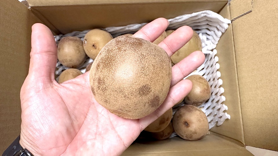 さぬきゴールド 大きさ