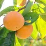 せっきーファーム 岐阜県瑞穂市の富有柿