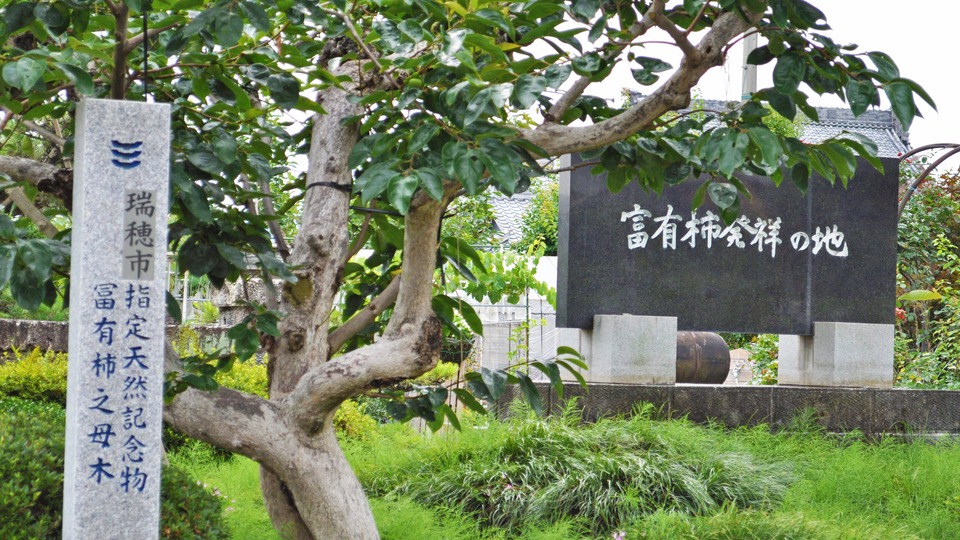 富有柿発祥の地 岐阜県瑞穂市 富有柿の原木