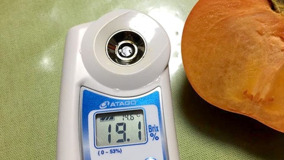 せっきーファームの富有柿 糖度